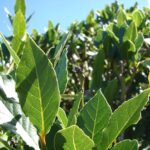 Laurel: beneficios para la salud y cómo aprovechar su infusión medicinal