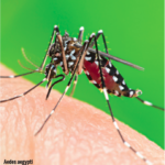 Salud Pública reporta seis casos de dengue en la semana 35 y mantiene la enfermedad en zona de éxito