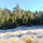 Envían a prisión por tres meses a dos hermanos por deforestar en el Parque Nacional Valle Nuevo