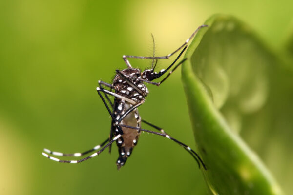La OPS alerta sobre el dengue y el chikungunya en América: el fenómeno de El Niño podría agravar la situación