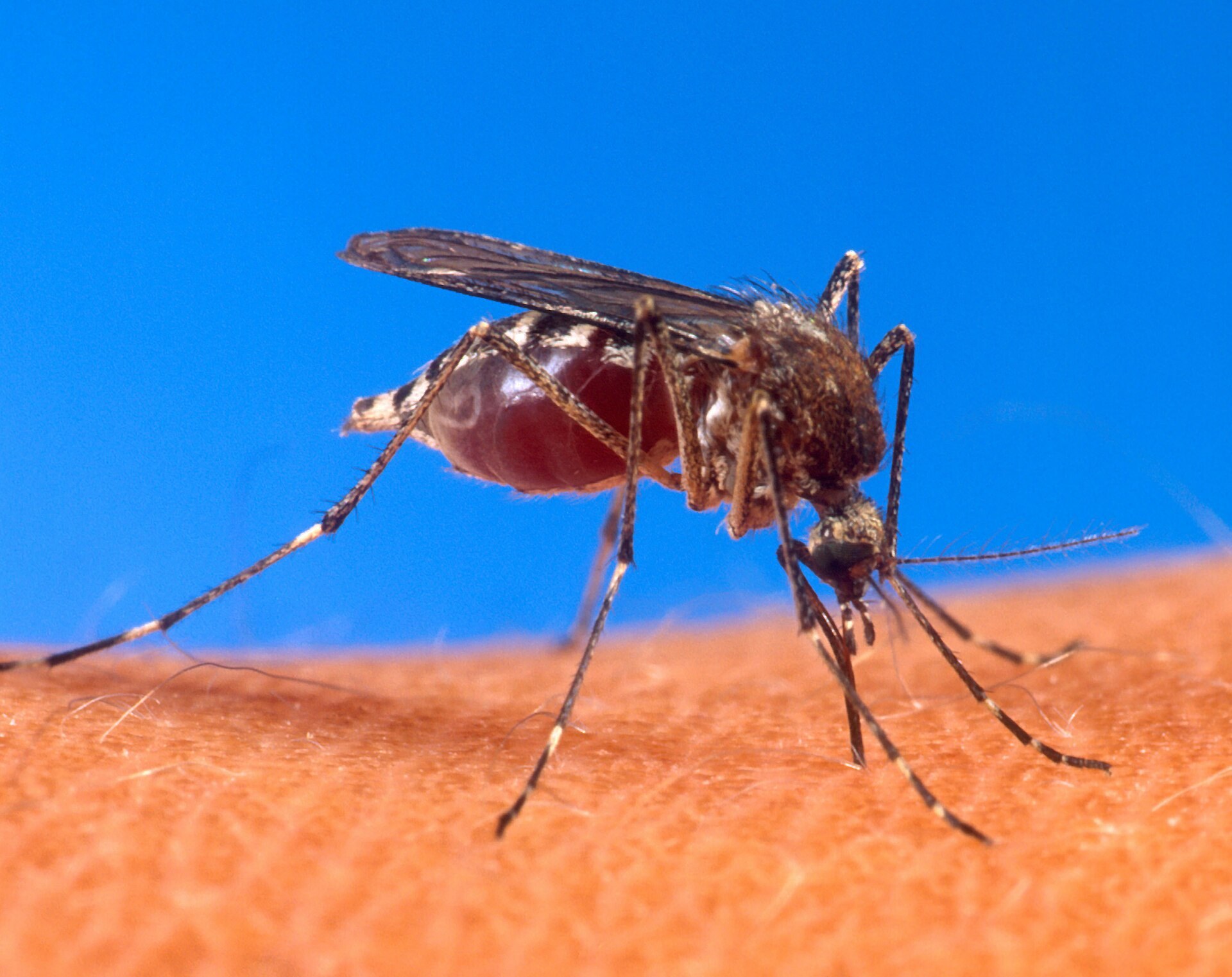 Salud Pública eleva a 415 los casos de dengue en el país y refuerza la fumigación en La Altagracia