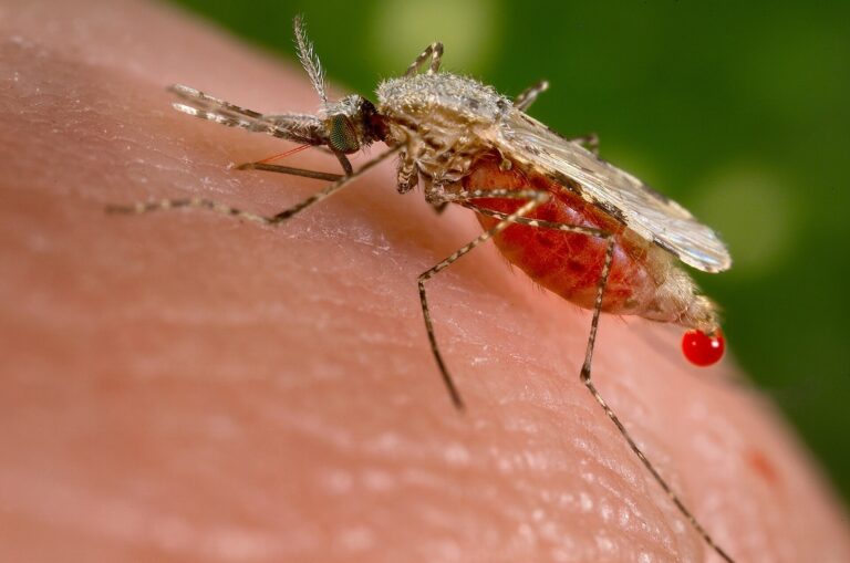 Gavi y UNICEF abaratan un 40 % la vacuna contra la malaria: se podrá inmunizar a un millón de niños más
