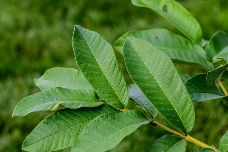 Infusión de hoja de guayaba: el remedio tradicional de las abuelas para la digestión