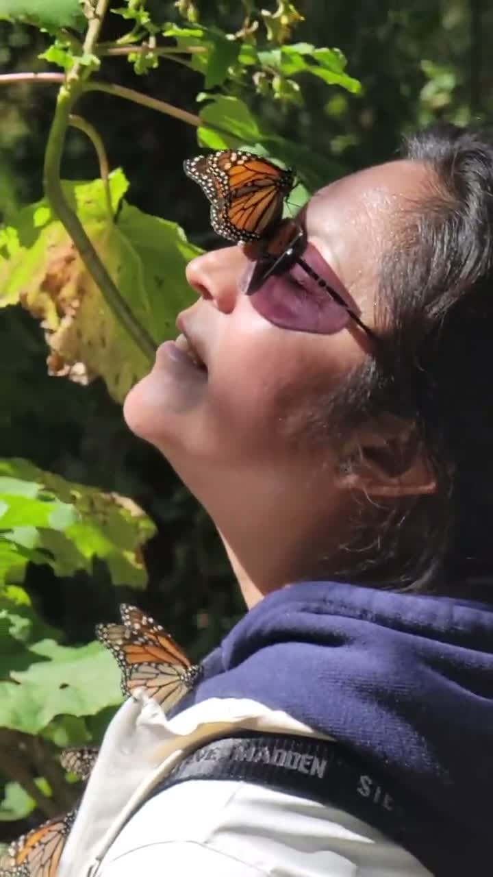 Las mariposas monarca ya cruzan México rumbo a los santuarios de Michoacán