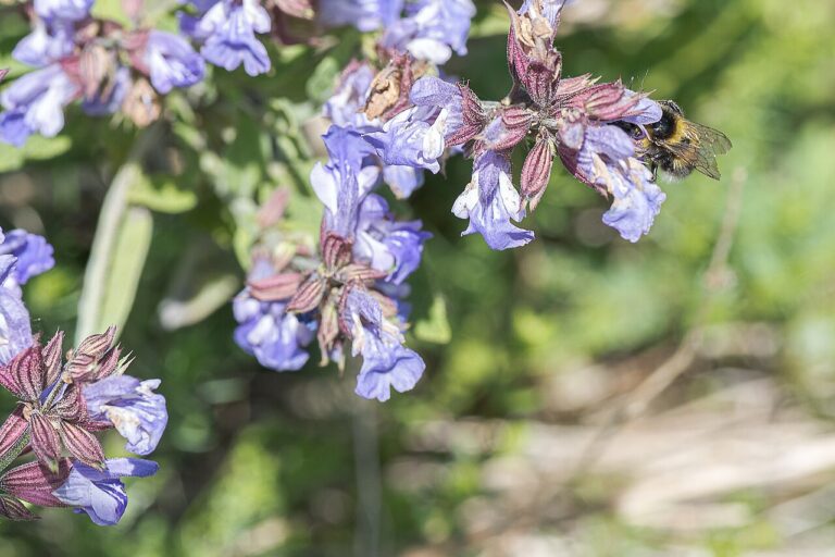 Salvia messii: descubren en Perú una salvia andina en honor a Messi que ya nace en peligro