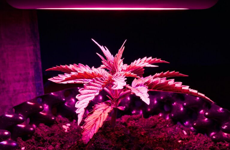Cannabis medicinal y dolor crónico: qué encontró un seguimiento a 3,744 pacientes