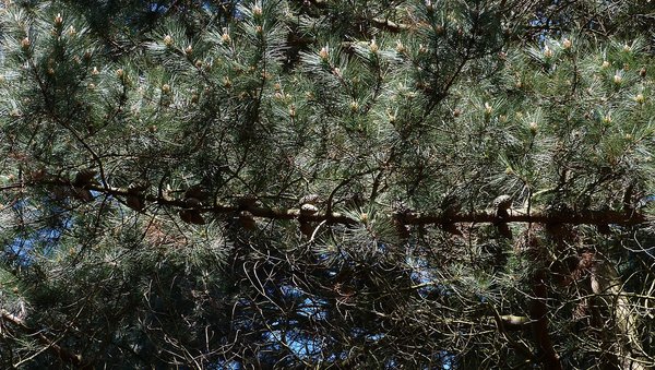 Té de pino, un remedio tradicional de aroma boscoso que exige una precaución importante antes de probarlo