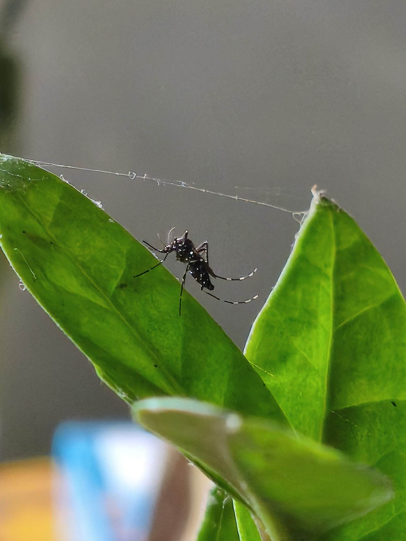 Salud Pública pide reforzar la prevención del dengue ante el aumento de casos en la región